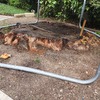 Potare O Tagliare Alberi