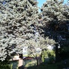 Potare O Tagliare Alberi