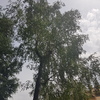 Potare O Tagliare Alberi