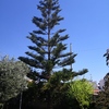 Potare O Tagliare Alberi