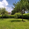 Potare O Tagliare Alberi