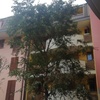 Potare albero