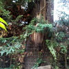 Potare O Tagliare Alberi