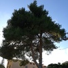 Potare O Tagliare Alberi
