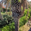 Potare O Tagliare Alberi