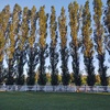 Potare O Tagliare Alberi