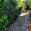 Potare O Tagliare Alberi