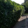 Potare O Tagliare Alberi