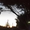 Potare O Tagliare Alberi