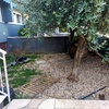 Manutenzione Giardino