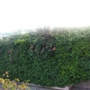 Manutenzione Giardino