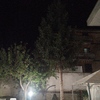 Potare O Tagliare Alberi