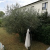 Potare O Tagliare Alberi
