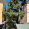 Potare O Tagliare Alberi