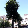 Tagliare Albero