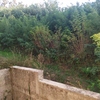Pulire Terreno Agricolo