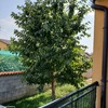 Potare O Tagliare Alberi