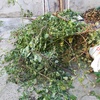 Potare O Tagliare Alberi