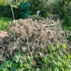 Smaltire Potatura