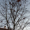 Potare O Tagliare Alberi