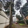Potare O Tagliare Alberi