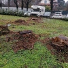 Potare O Tagliare Alberi