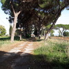 Potare O Tagliare Alberi