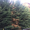 Potare O Tagliare Alberi