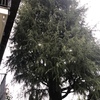 Potare O Tagliare Alberi