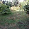 Rifacimento Manto Erboso