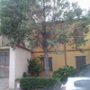 Estirpare un albero alto circa 10 m