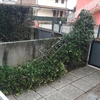 Siepe di gelsomino