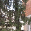 Il giardino prospetta sulla via srocchino di bs centro e il pino è mediamente alto m 11,00 circa (supera i 3 piani della palazzina)