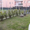 Piantumazione giardino