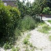 Manutenzione giardino e disinfestazione da erbe