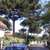 Devo potare due alberi di pino