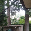 Abbattimento alberi