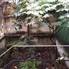 Potatura albero di nespole e sistemazione piccolo giardino