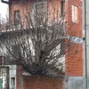 Piccioni nel Sottotetto