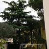 Potatura 4 alberi alto fusto