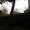 Taglio alberi