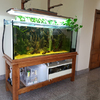 Sostituzione vetro frontale acquario