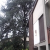 Potare O Tagliare Alberi