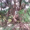 Abbattimento alberi