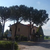 Abbattimento alberi