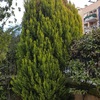 Spostamento piante