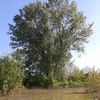 Abbattimento alberi portaluppi