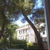 Abbattimento albero alto fusto (pino)