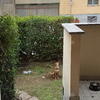 Manutenzione Giardino