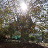 Potare O Tagliare Alberi